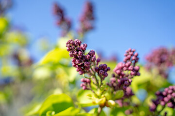 Obraz premium Purple lilac flower buds on shrub branch against blue sky in spring garden, close up view with shallow depth of field.