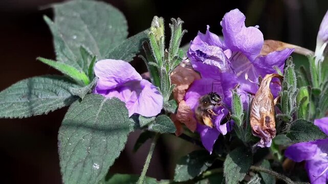 Close up slow motion footage of an Amegilla species bee actively pollinating a blooming Strobilanthes glutinosus, during a calm winter morning in the Himalayan region of Himachal Pradesh, India.