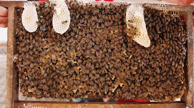Honeybees on a wax honeycomb frame. Close up of a honeybee colony working to produce organic honey in an apiary. Beekeeper holding a wooden beehive frame