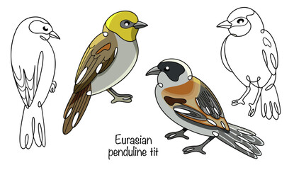 Eurasian penduline tit © Anna