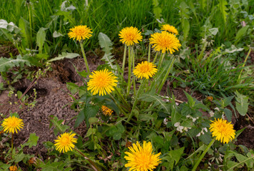 Bright yellow common dandelion flowers grow among green grass, leaves, and exposed garden soil. The image shows wild spring plants, natural lawn texture, fresh foliage, and seasonal meadow vegetation. © Volha