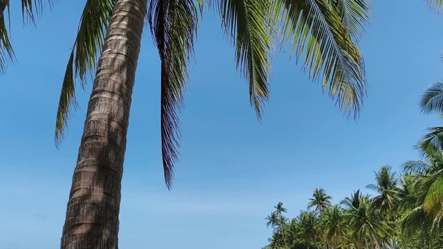 A tall palm tree stands against a clear blue sky on a sunny day outdoors