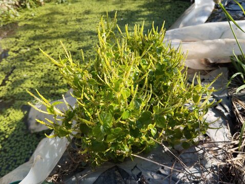 Peperomia pellucida plant growing wild near a pond with green duckweed background