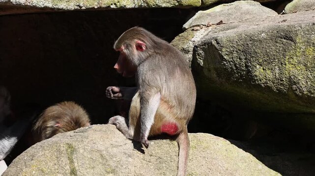 The hamadryas baboon sitting on a rock and looking around.  Papio hamadryas is a species of baboon