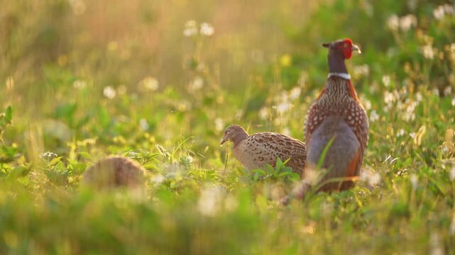 Male and Female Pheasant Behavior in Natural Habitat, Pheasant Pair Wildlife Footage with Bird Sounds