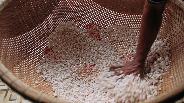 Vietnam farmer sifting and cleaning rice grain by hand in a traditional bamboo basket for processing
