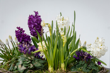 Obraz premium A collection of spring blossoms rises together like a small garden celebration. Spring flower arrangement with blooming hyacinths, daffodils, cyclamen, and muscari in a decorative garden container. 