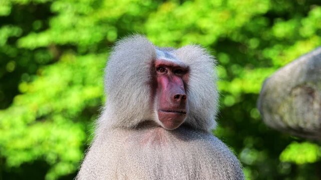 The hamadryas baboon sitting on a rock and looking around.  Papio hamadryas is a species of baboon