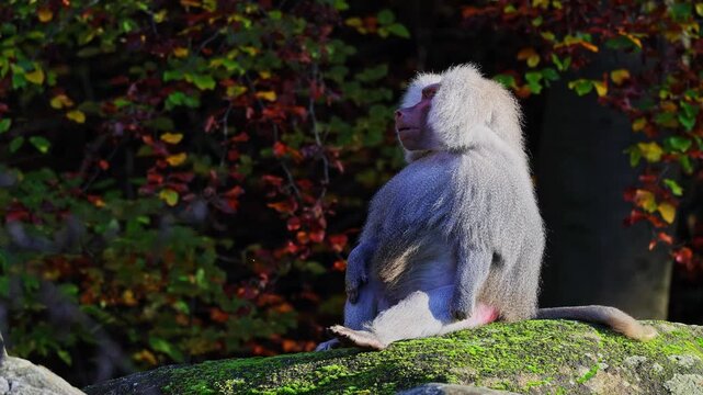The hamadryas baboon sitting on a rock and looking around.  Papio hamadryas is a species of baboon