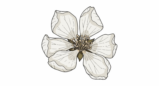 Delicate white blossom with intricate detail against a stark white background