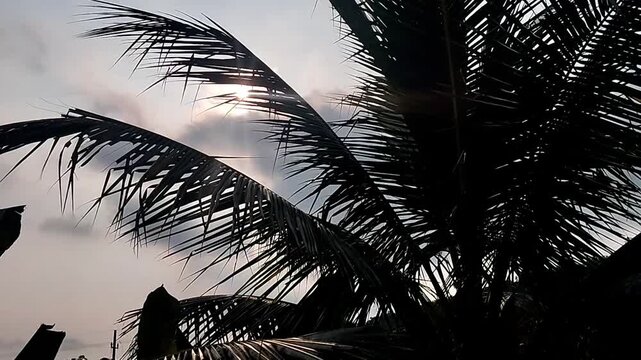 The footage focuses on the silhouette of a coconut leaf midrib moving in the wind against a cloudy sky.