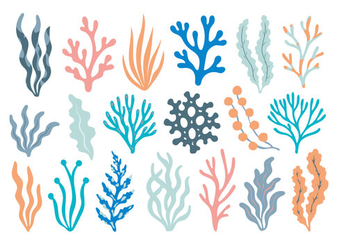 Seaweeds. Vector illustration of seaweeds, planting, marine algae and ocean corals silhouettes. Underwater plants for aquarium decor. Isolated set on white background. Nature seaweed marine.