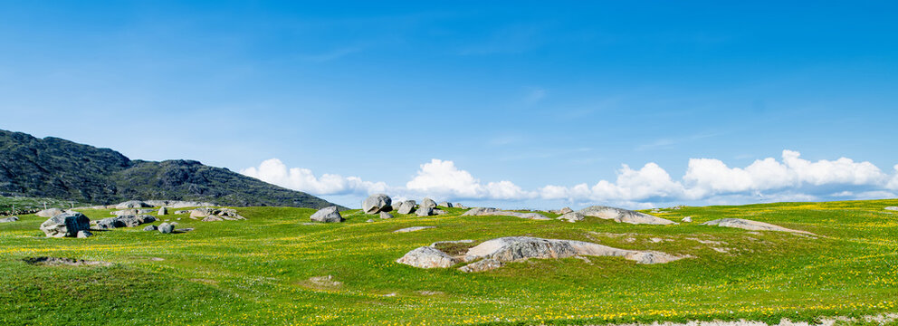 Wildflower meadow between Dogs Bay and Gurteen Bay near Roundstone, Connemara, Ireland. Yellow buttercups, green grass and limestone boulders on the Wild Atlantic Way.
