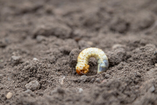 A single grub curls in loose soil. Cockchafer larva.
Melolontha melolontha