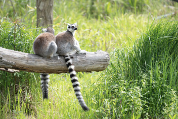 Naklejka premium Ring Tailed Lemurs Sitting on Log