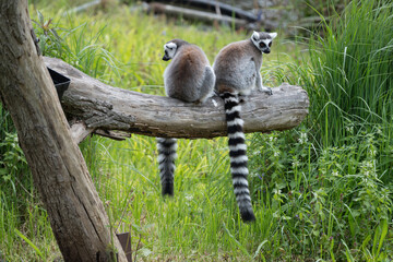 Naklejka premium Ring Tailed Lemurs Sitting on Log