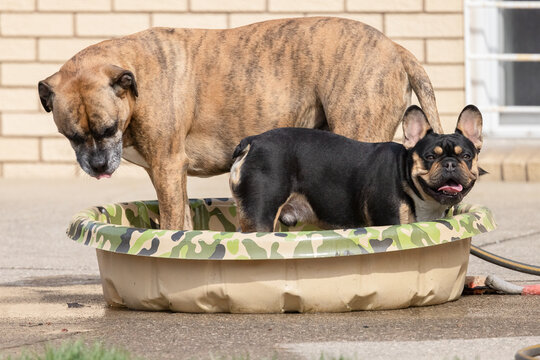Dogs Keeping Cool During Heatwave Pet Safety Summer,  Pet Photography