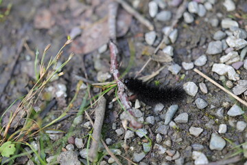 Chenille noire du papillon léopard géant, Hypercompe scribonia © NebulaPhotographies