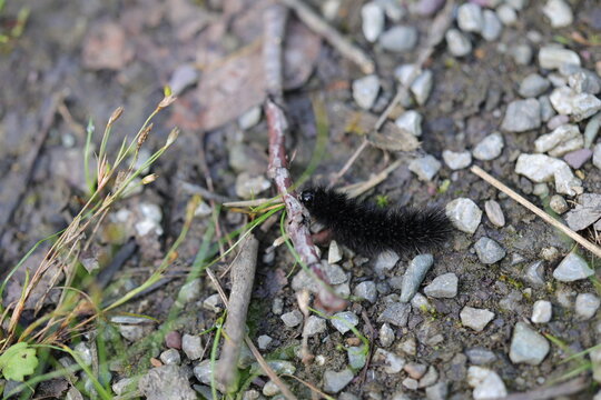 Chenille noire du papillon l&eacute;opard g&eacute;ant, Hypercompe scribonia