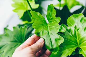 Close-Up Photography of Vibrant Green Leaves in a Bright Indoor Environment with Natural Light. Philodendron or monstera © NBLX