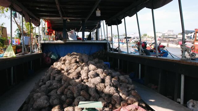 Traditional wooden boat navigating a river, carrying a large cargo of taro root to a floating market