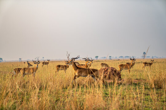  Herd of Ugandan kobs moving through the golden savanna