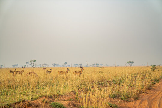 Group of Ugandan kobs in the tall savanna grass in Murchison Falls