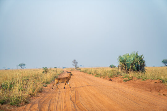  Kob antelope crossing a dirt road in the Ugandan savanna