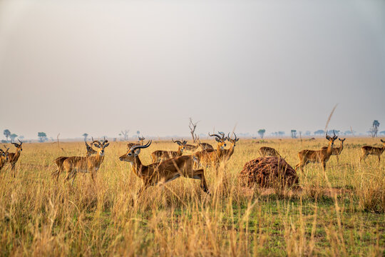  Herd of Ugandan kobs moving through the golden savanna