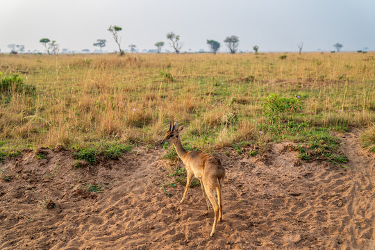 Small Oribi standing on sandy ground in the Ugandan savannah