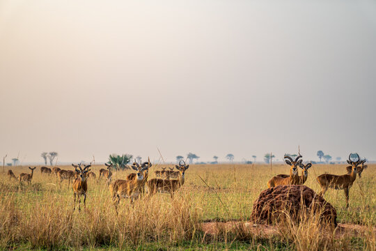 Herd of Ugandan Kob Antelopes in the African Savannah at Sunrise