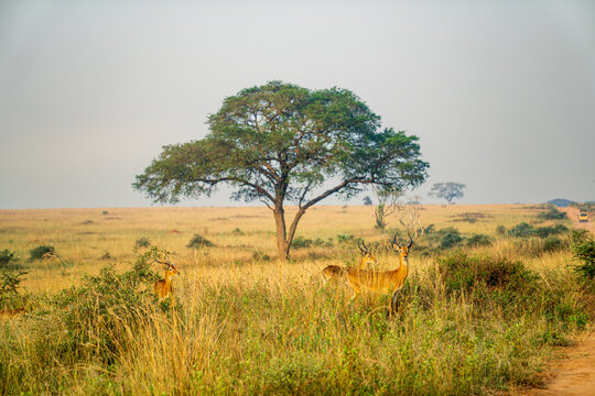 Ugandan Kob antelopes by an acacia tree in Murchison Falls National Park