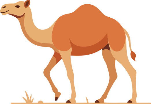 A large camel walks across the desert landscape with grass.