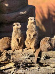Fototapeta premium meerkat on guard
