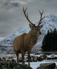 Obraz premium deer in the snow