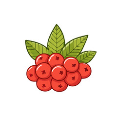 Obraz premium Vibrant cluster of red rowan berries with green leaves illustration