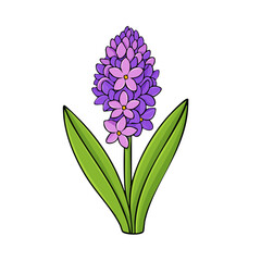 Fototapeta premium Vibrant Purple Hyacinth Flower with Green Leaves Spring Bloom Illustration