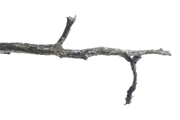 Fototapeta premium Natural branch, single branch, tree branch
