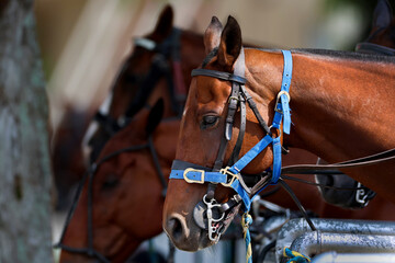 Obraz premium Bay Thoroughbred Police Horses with Blue Halters at the 152nd Kentucky Derby at Churchill Downs