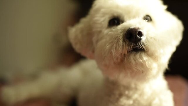 A close-up shot of a white Bichon Frise dog looking upward. Video player interface elements are visible at the bottom of the frame.