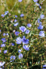 Obraz premium Blue chicory flowers blooming in wild summer meadow