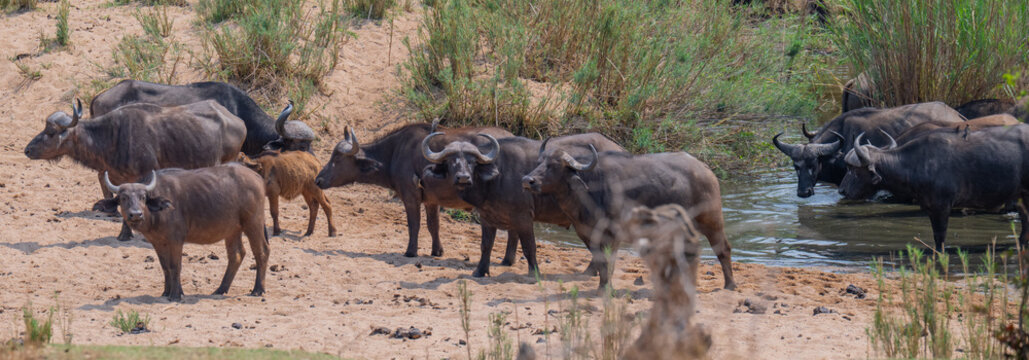 Cape buffalo, also known as African buffalo, in the bush of Kruger National Park South Africa