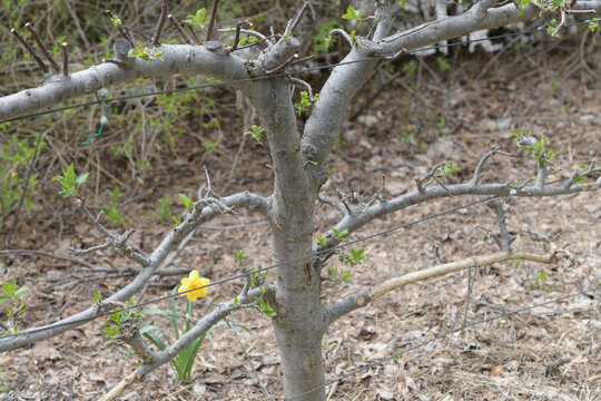 espalier apple tree