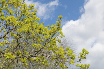 Fototapeta premium maple tree with spring foliage on a blue sky with clouds