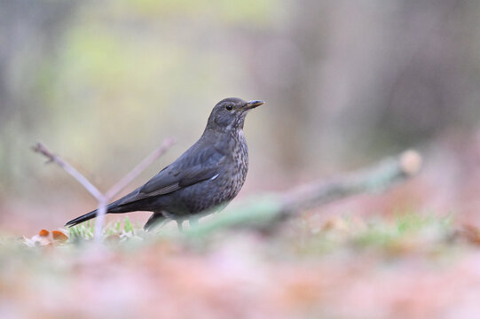 Amsel