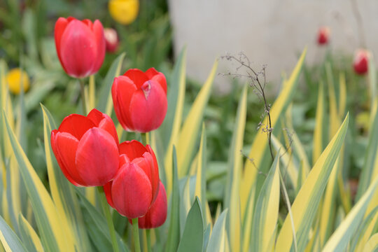 red tulips and defocused variegated iris pallida