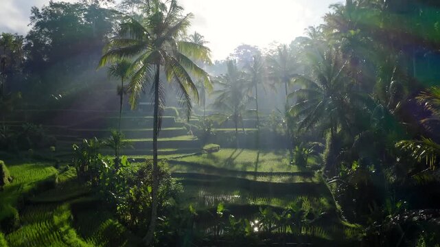 Aerial view of the lush Tegalalang rice terraces with morning sun rays filtering through tropical palm trees in Tegalalang, Bali, Indonesia.