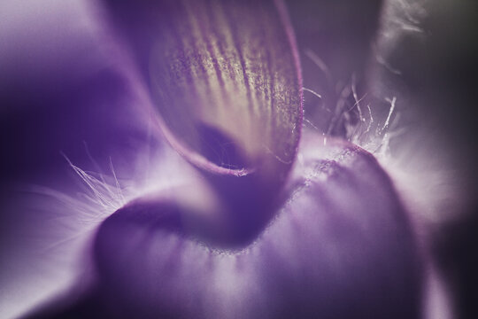 Artistic macro shot of a purple Tradescantia pallida leaf. Dreamy close-up with soft focus, fine white hairs, and ethereal botanical textures.