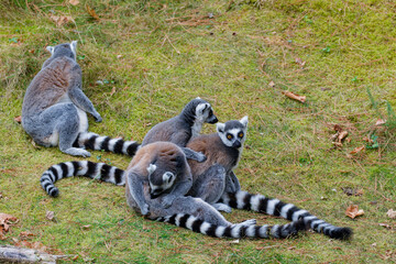 Naklejka premium Ring-Tailed Lemurs Resting Together on Grass