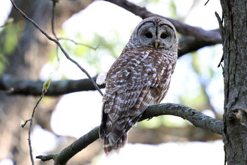 Fototapeta premium barred owl in tree